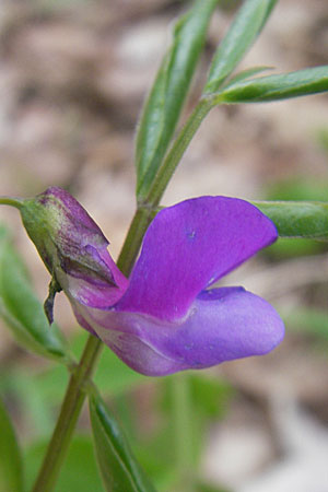 Lathyrus vernus / Spring Pea, D Werbach 2.5.2010