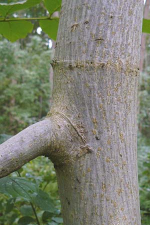 Juglans regia \ Echte Walnuss, D Groß-Gerau 27.9.2012