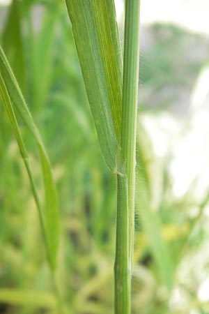 Bromus hordeaceus agg. \ Weiche Trespe, D Karlsruhe 7.5.2011