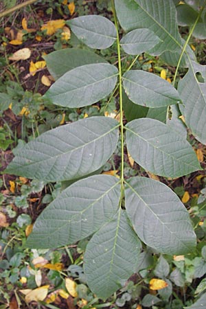 Juglans regia \ Echte Walnuss, D Groß-Gerau 28.9.2012