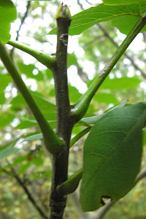 Juglans regia \ Echte Walnuss / Persian Walnut, D Groß-Gerau 28.9.2012