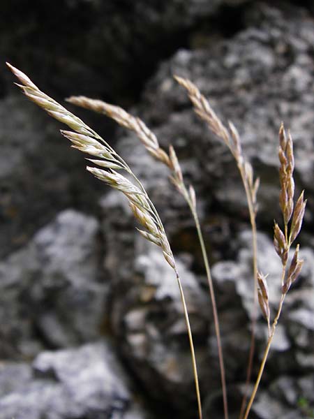 Festuca pallens \ Bleicher Schwingel, Bleich-Schwingel / Pale Fescue, D Fridingen 8.7.2014