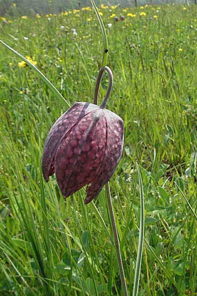 Fritillaria meleagris / Fritillary, D Spessart, Jossa 6.5.2006