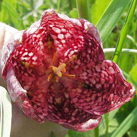 Fritillaria meleagris / Fritillary, D Spessart, Jossa 6.5.2006