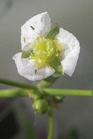 Alisma plantago-aquatica \ Gewhnlicher Froschlffel, D Eisenberg 1.7.2006