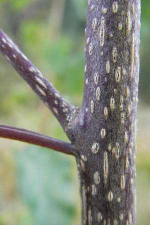 Frangula alnus \ Faulbaum / Alder Buckthorn, D Odenwald, Beerfelden 12.9.2009