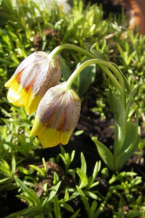 Fritillaria michailovskyi \ Trkische Schachblume, D Mannheim 25.3.2012