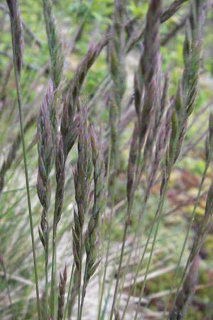 Festuca rhenana / Rhenish Fescue, D Donnersberg 26.4.2012