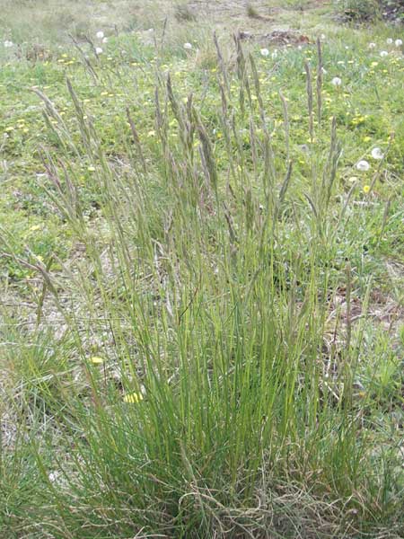 Festuca rhenana / Rhenish Fescue, D Donnersberg 3.5.2012