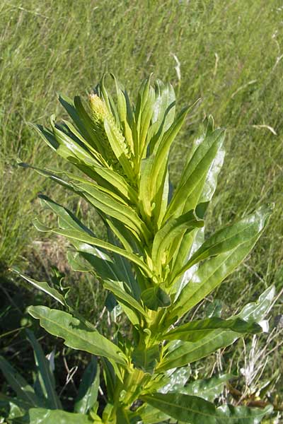 Reseda luteola \ Frber-Resede, Gelber Wau, D Franken Ehrenbürg 17.5.2012