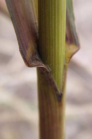 Bromus inermis \ Grannenlose Trespe, D Mannheim 28.6.2012