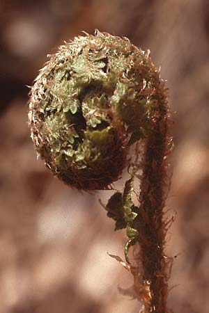 Dryopteris filix-mas \ Gewhnlicher Wurmfarn, Mnner-Farn / Male Fern, D Odenwald 21.4.1985