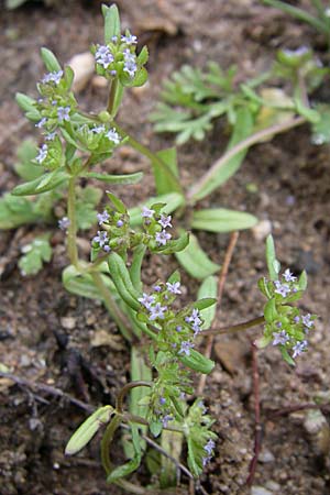 Valerianella carinata \ Gekielter Feld-Salat / Keeled-Fruited Corn Salad, D Waghäusel 19.4.2008