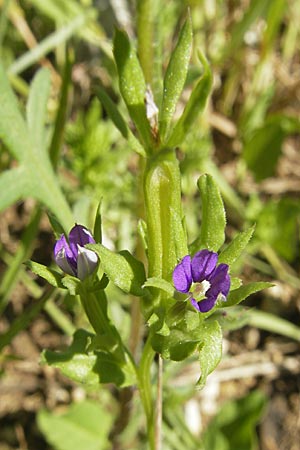 Legousia hybrida / Venus' Looking-Glass, D Nördlingen 23.5.2009