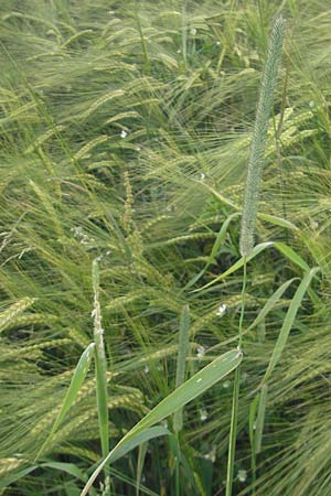 Phleum pratense \ Wiesen-Lieschgras / Timothy Grass, D Odenwald, Hammelbach 21.6.2010