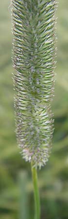 Phleum pratense \ Wiesen-Lieschgras / Timothy Grass, D Odenwald, Hammelbach 21.6.2010