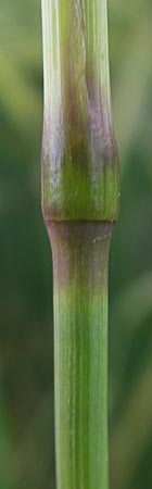 Phleum pratense / Timothy Grass, D Odenwald, Hammelbach 21.6.2010