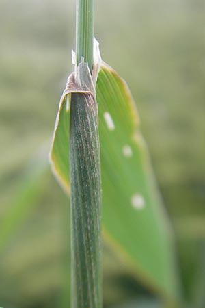 Phleum pratense / Timothy Grass, D Odenwald, Hammelbach 21.6.2010