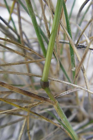 Festuca rhenana / Rhenish Fescue, D Idar-Oberstein 3.6.2011