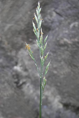 Festuca rhenana / Rhenish Fescue, D Idar-Oberstein 3.6.2011