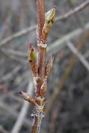 Forsythia suspensa / Golden Bell, D Odenwald, Weschnitz 4.3.2014