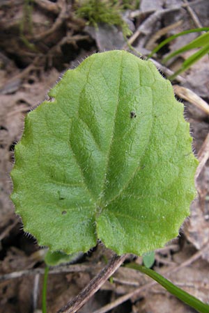 Doronicum pardalianches \ Kriechende Gmswurz, D Königstein-Falkenstein 3.4.2010