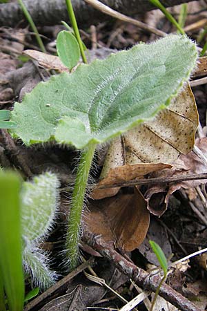 Doronicum pardalianches \ Kriechende Gmswurz / Great False Leopard's-Bane, D Königstein-Falkenstein 3.4.2010