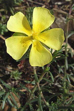 Fumana procumbens, Niederliegendes Nadelrschen