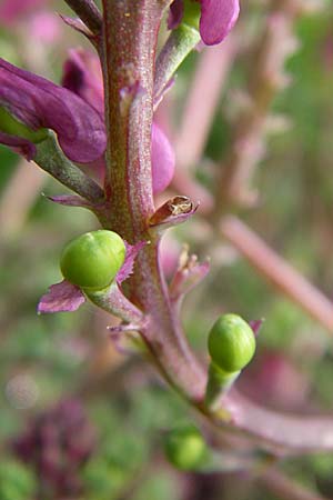 Fumaria schleicheri \ Dunkler Erdrauch / Schleicher's Fumitory, D Weinheim an der Bergstraße 15.4.2008