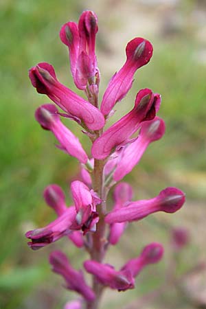 Fumaria schleicheri \ Dunkler Erdrauch / Schleicher's Fumitory, D Weinheim an der Bergstraße 15.4.2008