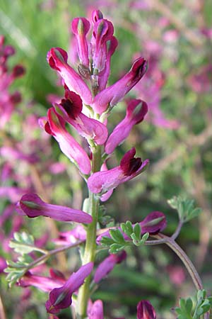 Fumaria schleicheri \ Dunkler Erdrauch / Schleicher's Fumitory, D Weinheim an der Bergstraße 25.4.2008