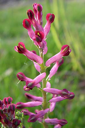 Fumaria schleicheri \ Dunkler Erdrauch / Schleicher's Fumitory, D Weinheim an der Bergstraße 25.4.2008