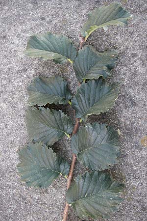 Ulmus minor \ Feld-Ulme, D Ludwigshafen 16.9.2012