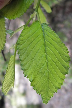 Ulmus minor \ Feld-Ulme / Small-Leaved Elm, D Mannheim 9.5.2013