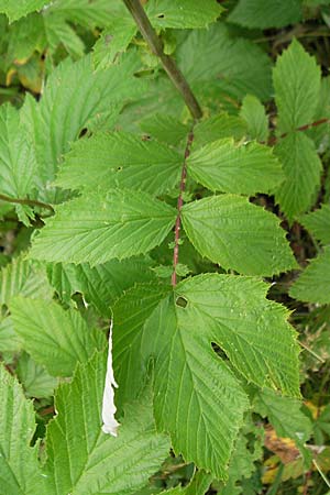 Filipendula ulmaria \ Echtes Mdes / Meadowsweet, D Lampertheim 11.6.2009