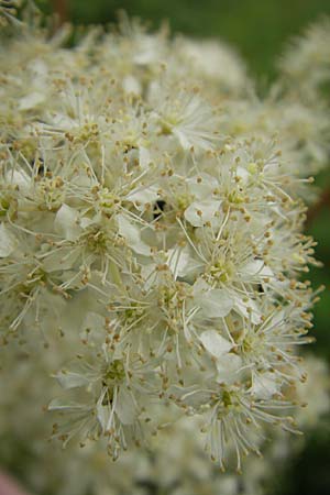 Filipendula ulmaria \ Echtes Mdes, D Lampertheim 11.6.2009