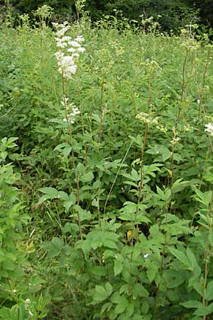 Filipendula ulmaria \ Echtes Mdes, D Lampertheim 11.6.2009