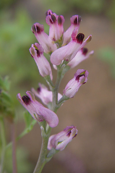 Fumaria vaillantii \ Blasser Erdrauch / Few-Flowered Fumitory, D Mannheim 18.5.2010