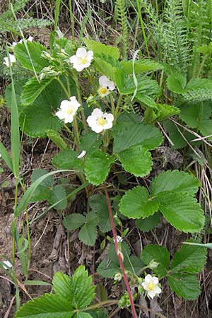 Fragaria vesca \ Wald-Erdbeere / Wild Strawberry, D Thüringen, Drei Gleichen 7.5.2013