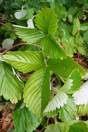 Fragaria vesca \ Wald-Erdbeere / Wild Strawberry, D Pappenheim 19.6.2014