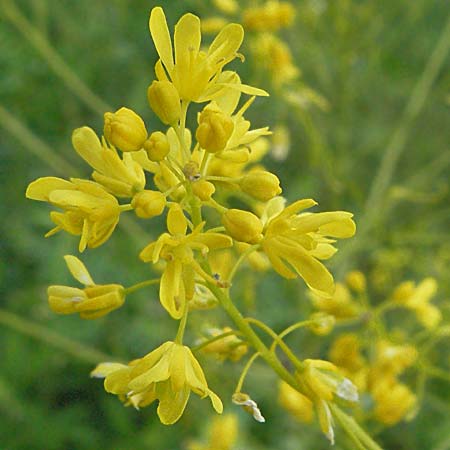 Isatis tinctoria \ Frber-Waid / Woad, D Kehl 13.5.2006