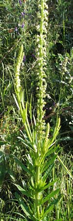 Reseda luteola \ Frber-Resede, Gelber Wau, D Mannheim 6.6.2006