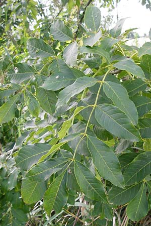 Fraxinus excelsior / Ash, D Oppenheim 9.8.2014