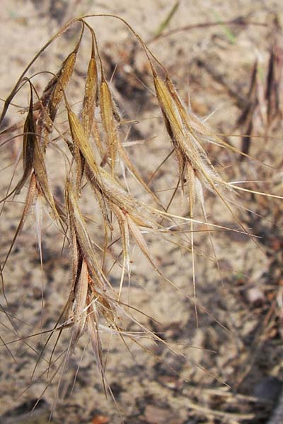 Bromus tectorum, Dach-Trespe