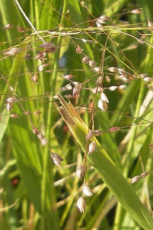 Panicum virgatum \ Rotbraunblttrige Ruten-Hirse / Switch Grass, D Weinheim an der Bergstraße 8.9.2009