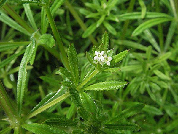 Galium aparine \ Kletten-Labkraut, Klebkraut / Cleavers, Sticky Willy, D Mannheim 14.5.2006