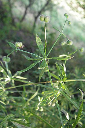 Galium aparine \ Kletten-Labkraut, Klebkraut / Cleavers, Sticky Willy, D Ladenburg 21.6.2006