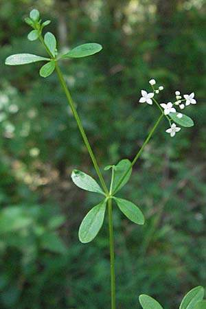 Galium palustre agg. \ Sumpf-Labkraut, D Odenwald, Schönau 24.6.2006