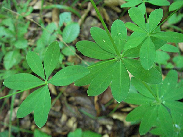 Galium sylvaticum \ Wald-Labkraut / Wood Bedstraw, D Pforzheim 29.6.2006