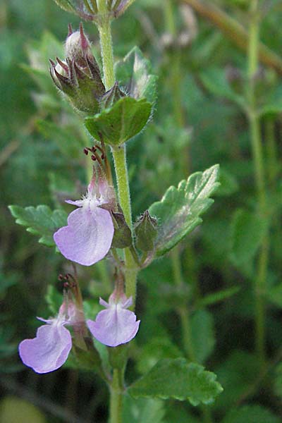 Teucrium chamaedrys / Wall Germander, D Pforzheim 29.6.2006